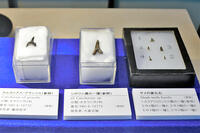 白亜紀末期のサメ歯化石、展示　ひたちなか… [ASA110023484]