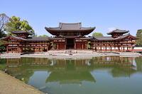 平等院でフジの花見頃　京都　世界遺産 [ASA110023713]