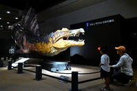 福岡市博物館で大恐竜展　スピノサウルスの… [ASA110023958]
