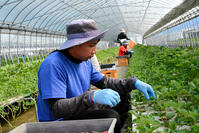 イチゴの苗を植える外国人労働者 [ASA110024000]