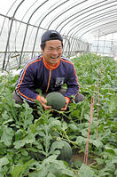 農業経営塾生、熊本の平川さん（にっぽんの… [ASA110024260]