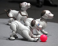 新型「ａｉｂｏ」　ソニー発表会 [ASA110024583]
