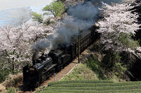 さくら15号 [MAK110000045]