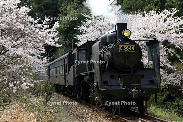 さくら11号 [MAK110000044]