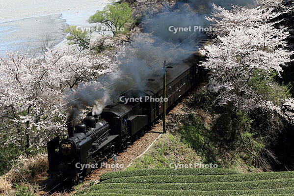 さくら15号 [MAK110000045]