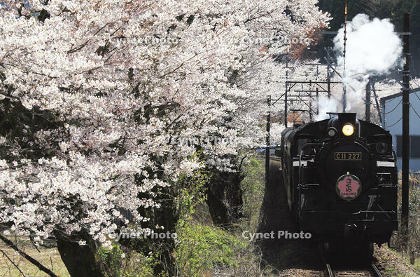 急行「かわね路号」 [MAK110000051]