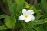 プルメリア　キョウチクトウ科 [JIM110002778]