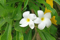 プルメリア　キョウチクトウ科 [JIM110002779]