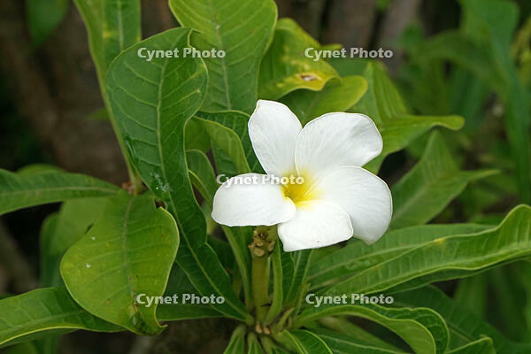 プルメリア　キョウチクトウ科 [JIM110002778]