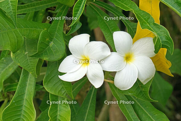 プルメリア　キョウチクトウ科 [JIM110002779]