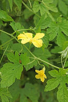 ニガウリ　雄花と雌花　神奈川県　相模原市 [MAS110006916]