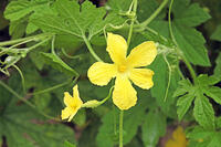 ニガウリ　雄花と雌花　神奈川県　相模原市 [MAS110006918]