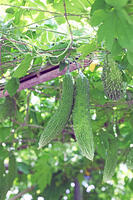 ニガウリ（ツルレイシ）　実　神奈川県　相模原市 [MAS110006919]