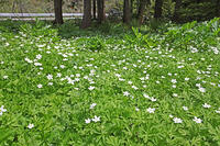 ニリンソウ　花　キンポウゲ科　山形県　米沢市 [MAS110006921]