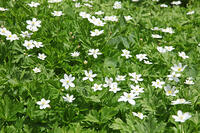 ニリンソウ　花　キンポウゲ科　山形県　米沢市 [MAS110006922]