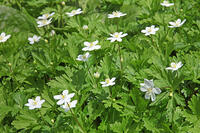 ニリンソウ　花　キンポウゲ科　山形県　米沢市 [MAS110006923]