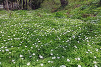 ニリンソウ　花　キンポウゲ科　山形県　米沢市 [MAS110006925]