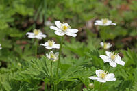 ニリンソウ　花　キンポウゲ科　山形県　米沢市 [MAS110006926]