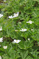 ニリンソウ　花　キンポウゲ科　山形県　米沢市 [MAS110006927]