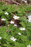ニリンソウ　花　キンポウゲ科　山形県　米沢市 [MAS110006929]