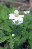 ニリンソウ　花　キンポウゲ科　山形県　米沢市 [MAS110006930]