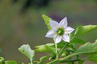 ピーマン　花　神奈川県　相模原市 [MAS110006932]