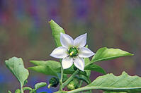 ピーマン　花　神奈川県　相模原市 [MAS110006934]