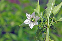 ピーマン　花　神奈川県　相模原市 [MAS110006935]