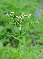 ヒメジョオン　花　神奈川県　相模原市 [MAS110006936]