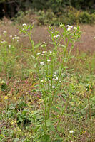 ヒメジョオン　花　神奈川県　相模原市 [MAS110006937]