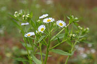 ヒメジョオン　花　神奈川県　相模原市 [MAS110006938]