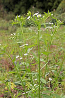 ヒメジョオン　花　神奈川県　相模原市 [MAS110006939]