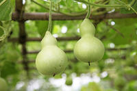 センナリヒョウタン　実　神奈川県　相模原市 [MAS110006940]