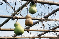 ヒョウタン(センナリヒョウタン)　実　神奈川県 [MAS110006941]