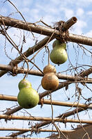 ヒョウタン(センナリヒョウタン)　実　神奈川県 [MAS110006942]