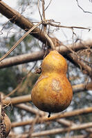 ヒョウタン(センナリヒョウタン)　実　神奈川県 [MAS110006943]