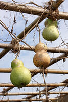 ヒョウタン(センナリヒョウタン)　実　神奈川県 [MAS110006944]