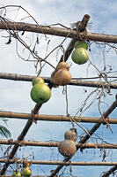 ヒョウタン(センナリヒョウタン)　実　神奈川県 [MAS110006945]