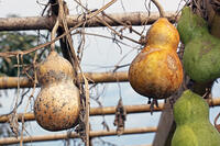ヒョウタン(センナリヒョウタン)　実　神奈川県 [MAS110006946]