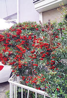 ピラカンサ　東京都　杉並区 [MAS110006947]