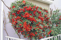 ピラカンサ　東京都　杉並区 [MAS110006948]