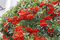 ピラカンサ　東京都　杉並区 [MAS110006949]