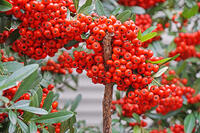 ピラカンサ　東京都　杉並区 [MAS110006951]