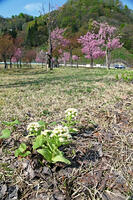 フキノトウ　山形県　鶴岡市 [MAS110006952]