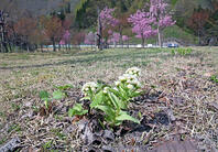 フキノトウ　山形県　鶴岡市 [MAS110006953]