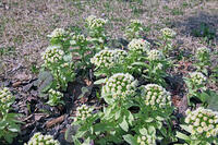 フキノトウ　山形県　鶴岡市 [MAS110006954]