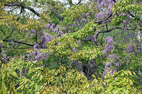 フジ　群馬県　水上町 [MAS110006956]