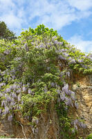 フジ　群馬県　水上町 [MAS110006957]