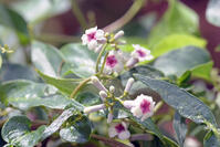 ヘクソカズラ　花　アカネ科　東京都 [MAS110006959]