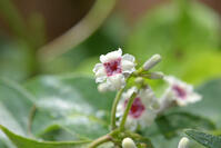 ヘクソカズラ　花　アカネ科　東京都 [MAS110006961]